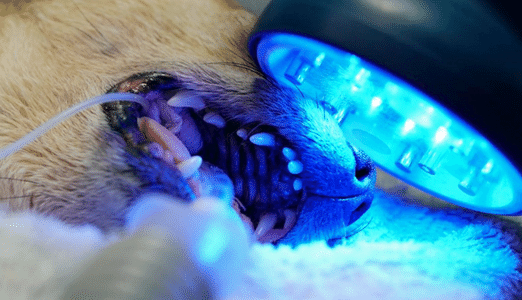 Blue Light for Pet Dental Care